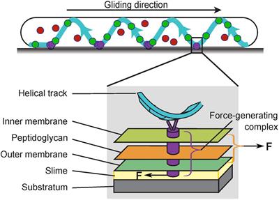 Flagellar Motor Transformed: Biophysical Perspectives of the Myxococcus xanthus Gliding Mechanism